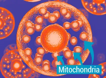 Mitochondria — Your Cell's Energy Engine